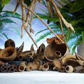 Décoration Naturelle pour Terrarium, Aquarium et Rongeur : Kit 40 Gousses - Eublepharis