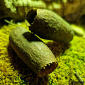 Décoration Naturelle pour Terrarium, Aquarium et Rongeur : Gousse de Jequitiba - Eublepharis