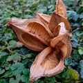 Décoration Naturelle pour Terrarium, Aquarium, Rongeur : Sororoca - Eublepharis