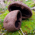Cachette pour Rongeur, Terrarium et Aquarium : Cachette Ninja 5-9cm - Eublepharis