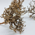 Décoration pour Terrarium et Rongeur : Buisson Naturel (5 Tailles) - Eublepharis