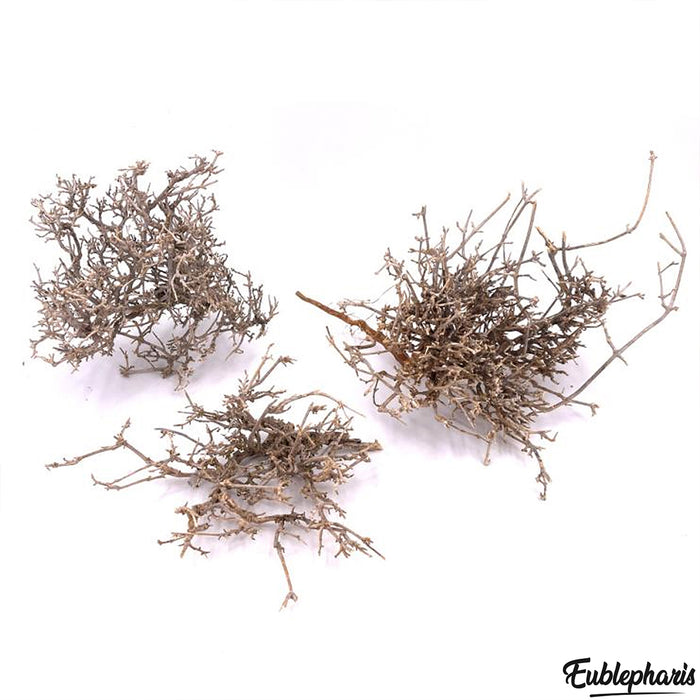 Décoration pour Terrarium et Rongeur : Buisson Naturel (5 Tailles) - Eublepharis