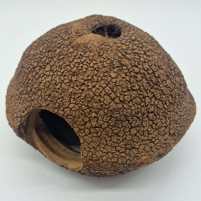 Cachette pour Rongeur, Terrarium et Aquarium : Cachette Javari 15cm - Eublepharis