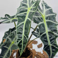 Alocasia Amazonica Polly, Feuilles 15/20cm : Plante Tropicale - Séléction Eublepharis