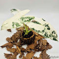 Alocasia Frydek Variegata, Feuilles 15/20cm : Plante Tropicale - Séléction Eublepharis