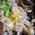 Cloporte pour terrarium : Armadillidium vulgare Magic potion - Boîte de 10 Individus