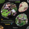 Décoration Naturelle pour Terrarium et Rongeur : Lichen Stabilisé Naturel 1L - Eublepharis