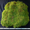 Mousse Naturelle pour Terrarium - Eublepharis