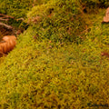 Mousse Naturelle pour Terrarium - Eublepharis