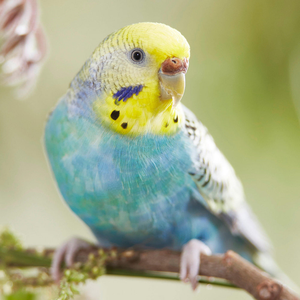 Oiseau