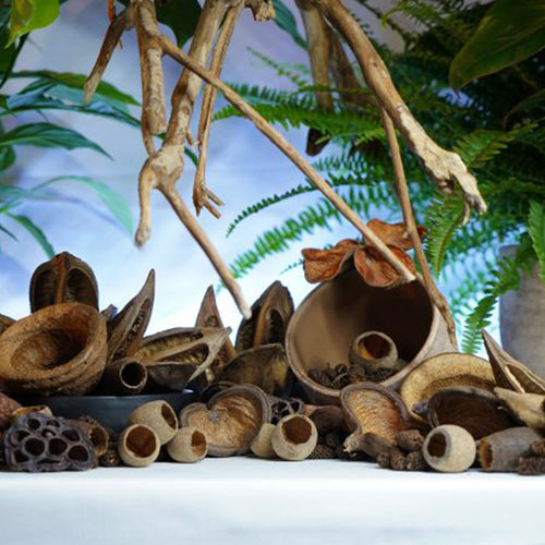 Décoration Naturelle pour Terrarium, Aquarium et Rongeur : Kit 40 Gousses - Eublepharis