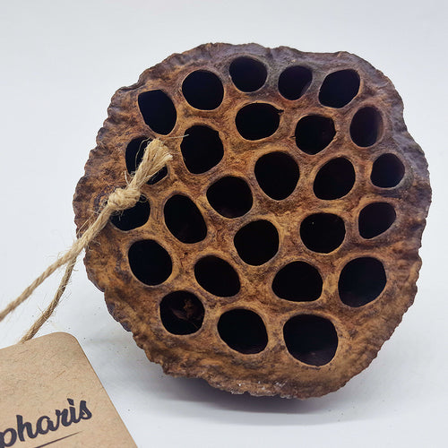 Décoration Naturelle pour Terrarium, Aquarium, Rongeur et Oiseau : Gousse de Lotus XL - Eublepharis