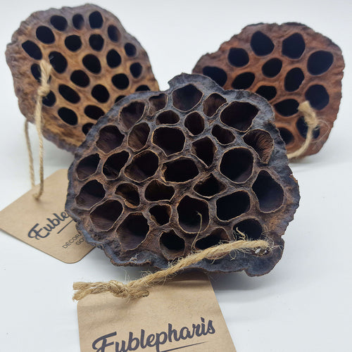 Décoration Naturelle pour Terrarium, Aquarium, Rongeur et Oiseau : Gousse de Lotus XL - Eublepharis