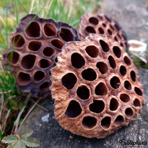 Décoration Naturelle pour Terrarium, Aquarium, Rongeur et Oiseau : Gousse de Lotus XL - Eublepharis