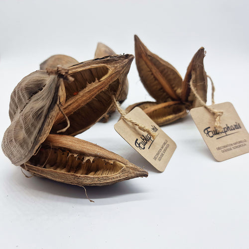 Décoration Naturelle pour Terrarium, Aquarium, Rongeur : Sororoca - Eublepharis