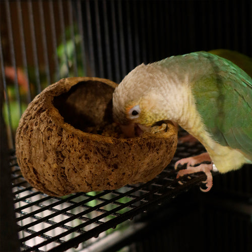 Gamelle Naturelle pour Rongeur, Reptile et Oiseau : Ourico Natural Bowl - Eublepharis