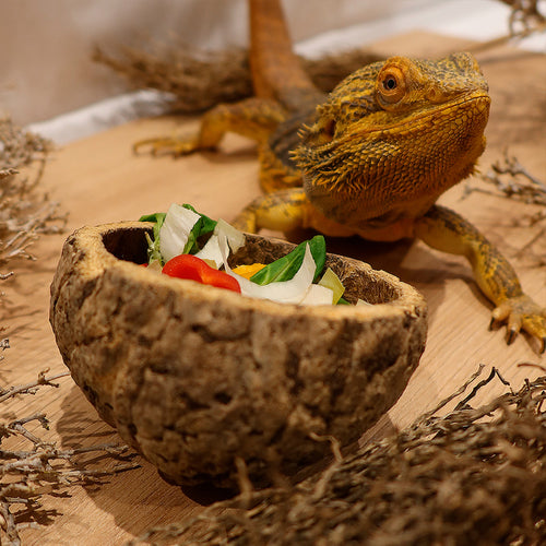 Gamelle Naturelle pour Rongeur, Reptile et Oiseau : Ourico Natural Bowl - Eublepharis