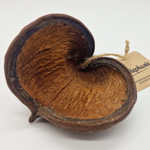 Décoration Naturelle pour Terrarium, Aquarium et Rongeur : Gousse de Badam - Eublepharis
