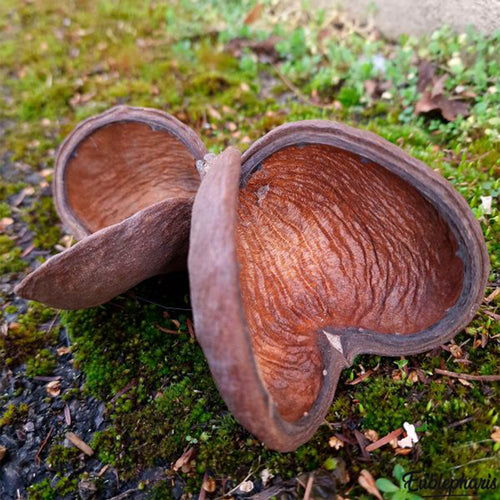 Décoration Naturelle pour Terrarium, Aquarium et Rongeur : Gousse de Badam - Eublepharis