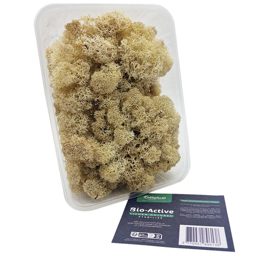 Décoration Naturelle pour Terrarium et Rongeur : Lichen Stabilisé Naturel 1L - Eublepharis