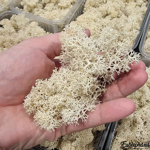 Décoration Naturelle pour Terrarium et Rongeur : Lichen Stabilisé Naturel 1L - Eublepharis