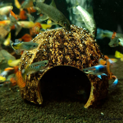 Cachette pour Rongeur, Terrarium et Aquarium : Cachette Kabuto 8-12cm - Eublepharis