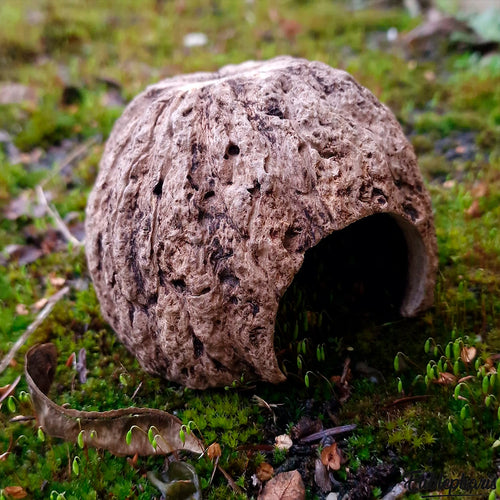 Cachette pour Rongeur, Terrarium et Aquarium : Cachette Kabuto 8-12cm - Eublepharis