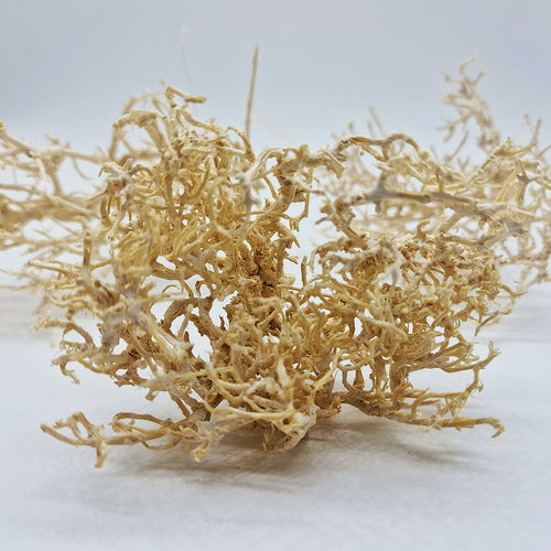 Décoration pour Terrarium et Rongeur : Buisson Blanchi (5 Tailles) - Eublepharis