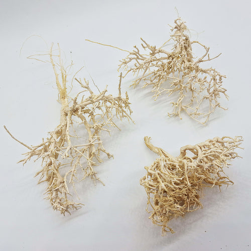 Décoration pour Terrarium et Rongeur : Buisson Blanchi (5 Tailles) - Eublepharis