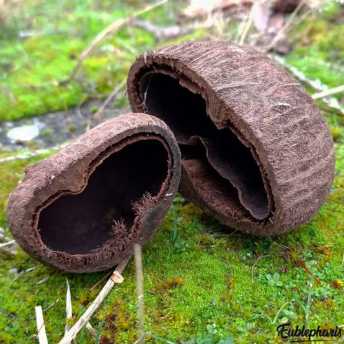 Cachette pour Rongeur, Terrarium et Aquarium : Cachette Ninja 5-9cm - Eublepharis