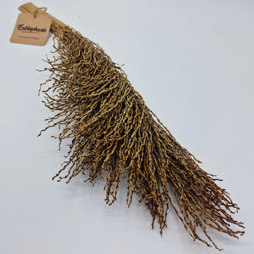 Décoration Naturelle pour Terrarium, Aquarium et Rongeur : Torche de Palmier - Eublepharis