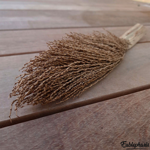 Décoration Naturelle pour Terrarium, Aquarium et Rongeur : Torche de Palmier - Eublepharis