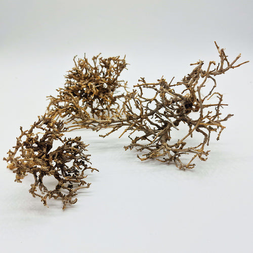 Décoration pour Terrarium et Rongeur : Buisson Naturel (5 Tailles) - Eublepharis