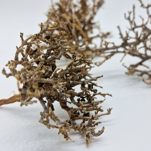 Décoration pour Terrarium et Rongeur : Buisson Naturel (5 Tailles) - Eublepharis