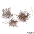 Décoration pour Terrarium et Rongeur : Buisson Naturel (5 Tailles) - Eublepharis