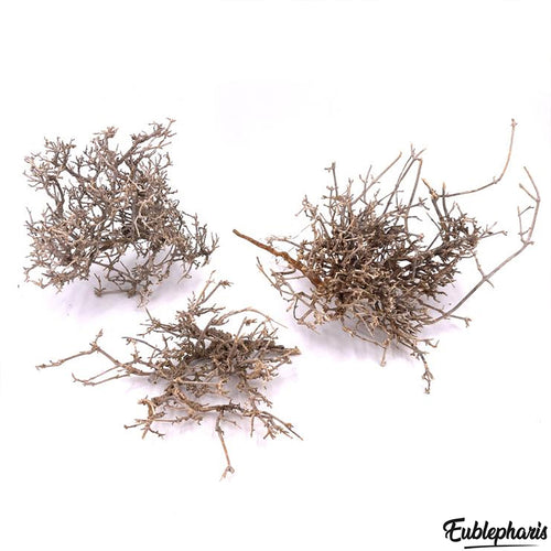 Décoration pour Terrarium et Rongeur : Buisson Naturel (5 Tailles) - Eublepharis