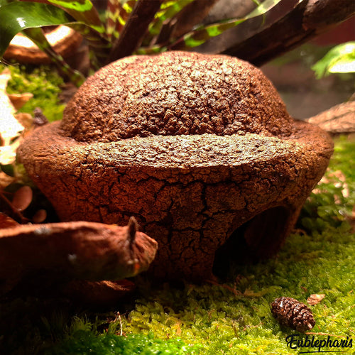 Cachette pour Rongeur, Terrarium et Aquarium : Cachette Bilbo 15cm - Eublepharis