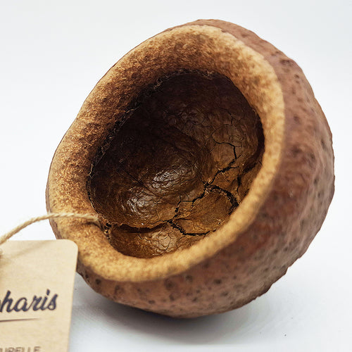 Décoration Naturelle pour Terrarium, Aquarium, Rongeur et Oiseau : Chapeuzinho - Eublepharis
