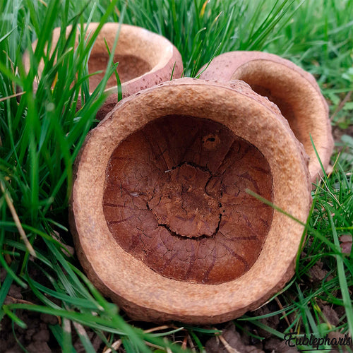 Décoration Naturelle pour Terrarium, Aquarium, Rongeur et Oiseau : Chapeuzinho - Eublepharis