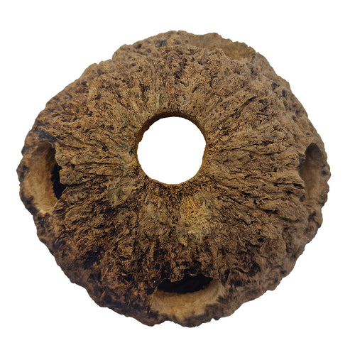 Cachette pour Crevettes, Poissons et Insectes : Cachette Ennea 8-12cm - Eublepharis