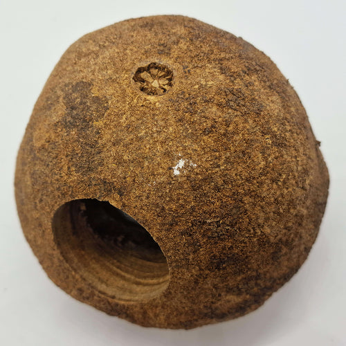 Cachette pour Rongeur, Terrarium et Aquarium : Cachette Gaia 15cm - Eublepharis