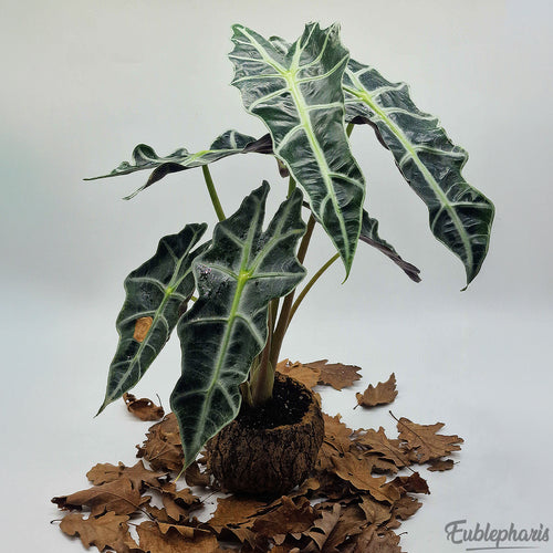 Alocasia Amazonica Polly, Feuilles 15/20cm : Plante Tropicale - Séléction Eublepharis