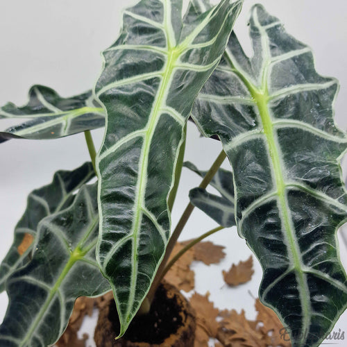Alocasia Amazonica Polly, Feuilles 15/20cm : Plante Tropicale - Séléction Eublepharis
