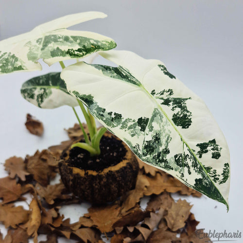 Alocasia Frydek Variegata, Feuilles 15/20cm : Plante Tropicale - Séléction Eublepharis