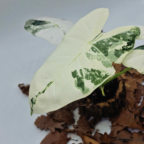 Alocasia Frydek Variegata, Feuilles 15/20cm : Plante Tropicale - Séléction Eublepharis