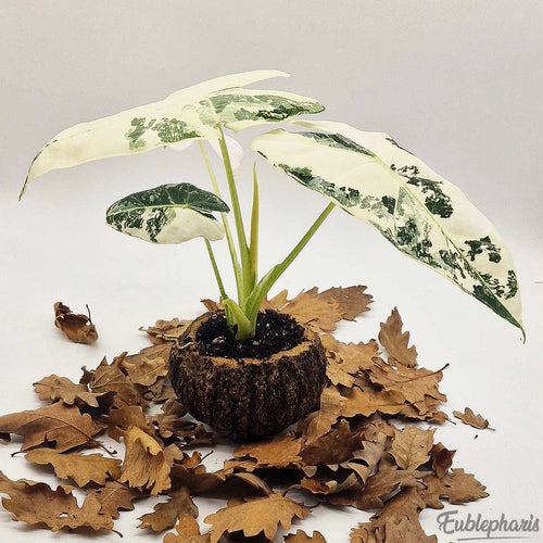 Alocasia Frydek Variegata, Feuilles 15/20cm : Plante Tropicale - Séléction Eublepharis