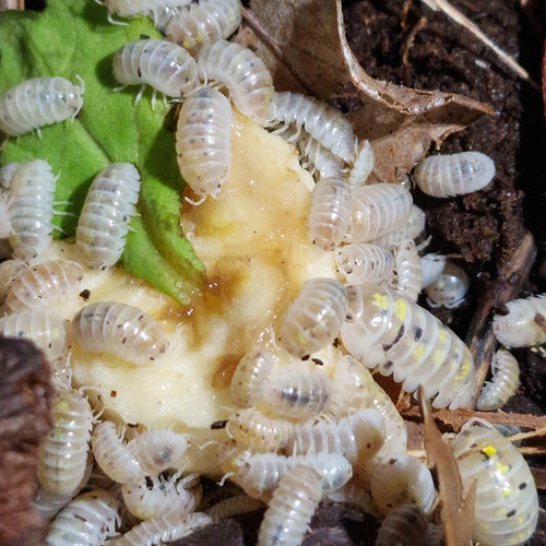 Cloporte pour terrarium : Armadillidium vulgare Magic potion - Boîte de 10 Individus