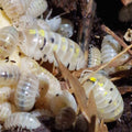 Cloporte pour terrarium : Armadillidium vulgare Magic potion - Boîte de 10 Individus
