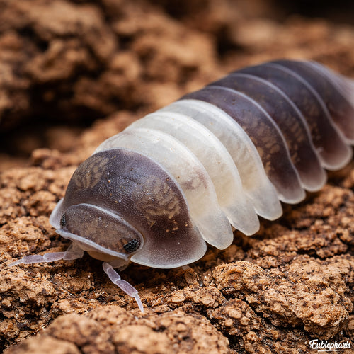 Cloporte pour terrarium : Cubaris Panda King - Boîte de 10 Individus