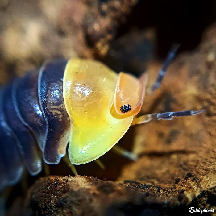 Cloporte pour terrarium : Cubaris Rubber ducky, Boîte de 5 Individus - Elevage Eublepharis